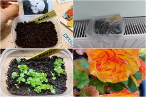 Metas sėti šias gėles: vilnietė Sandra tikina, kad to, ką galima užsiauginti, parduotuvėse nėra