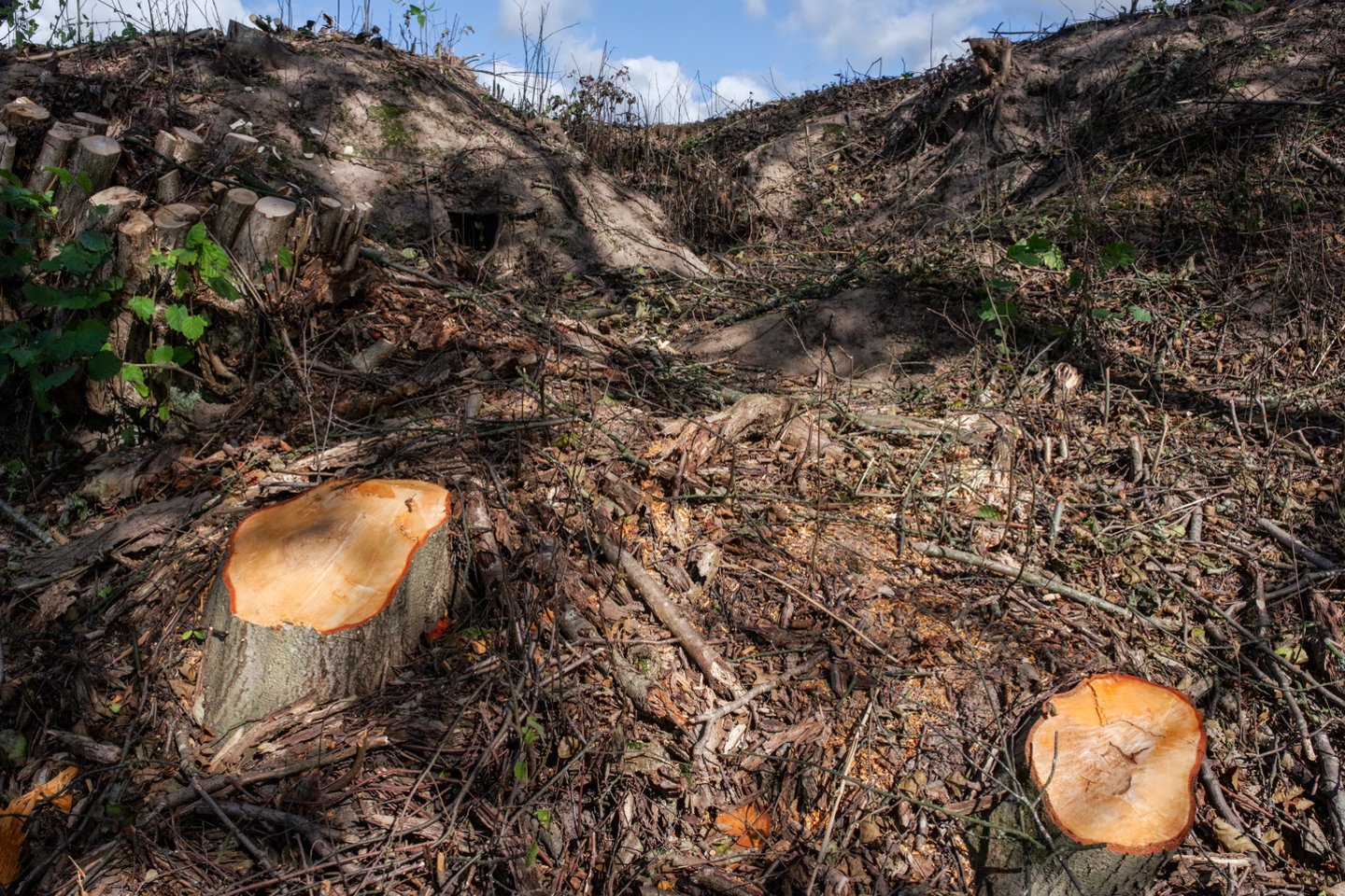 Pirmosios instancijos teismas tenkino Aplinkos apsaugos departamento ieškinį dėl netinkamai iškirstų medžių ir įpareigojo UAB „Rytkirta“ atlyginti beveik 64 tūkst. eurų žalą aplinkai.<br>V.Ščiavinsko asociatyvi nuotr.