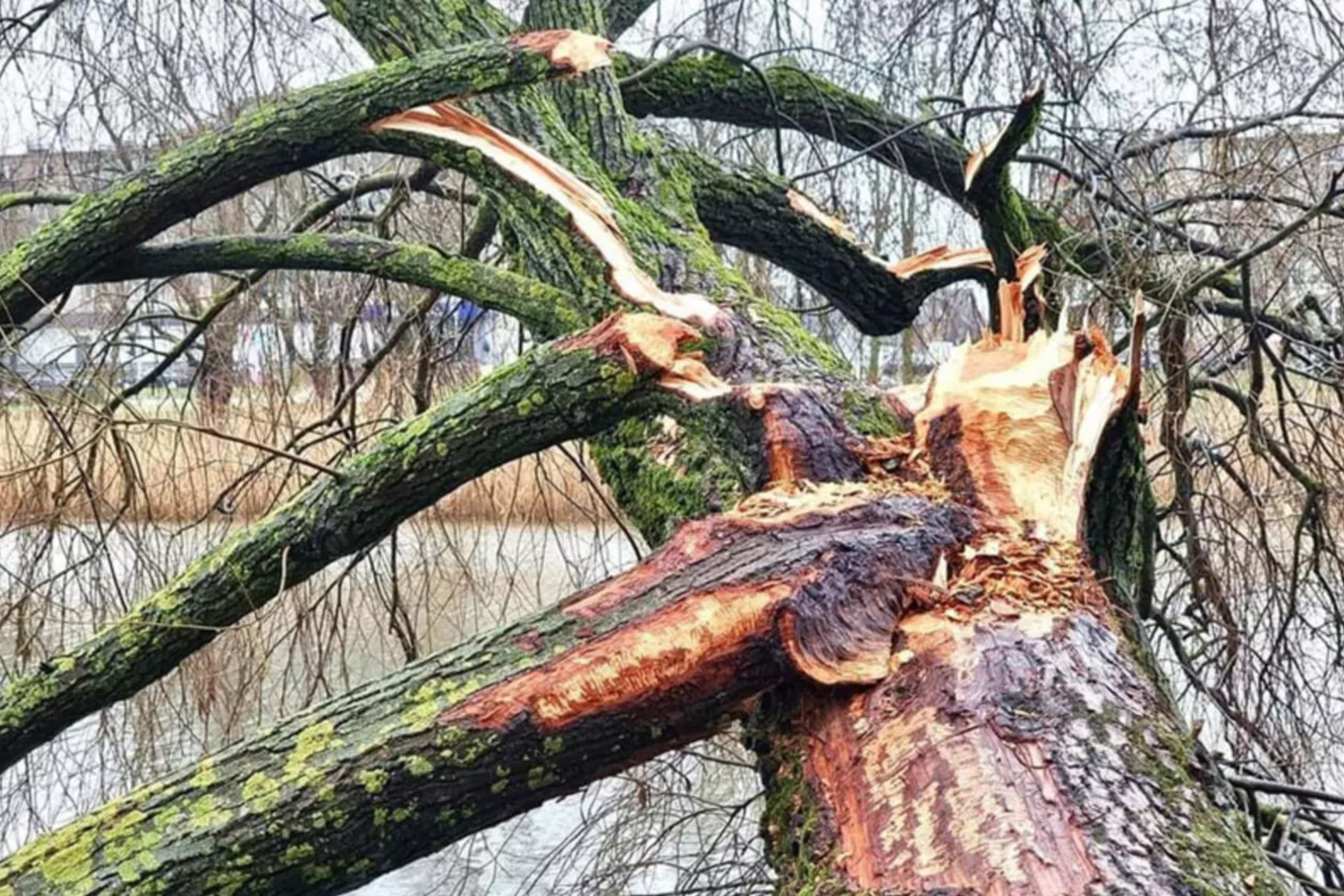 Nuo rudens jau nukirsti 7 bebrų sužaloti medžiai ir dar 10 tokių medžių bus pašalinta artimiausiu metu.<br>Skaitytojos/ve.lt nuotr.