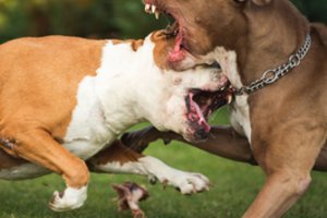 Pakruojo rajone esančio kaimo gyventojai tapo dviejų kovinių šunų įkaitais