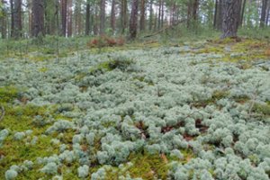Valstybinė saugomų teritorijų tarnyba paskelbė metų buveinę