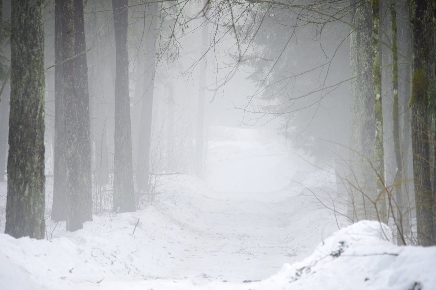 Iki šeštadienio vakaro vietomis Pietų Lietuvoje susidarys iki 10–12 cm storio sniego danga.<br>V.Ščiavinsko nuotr.