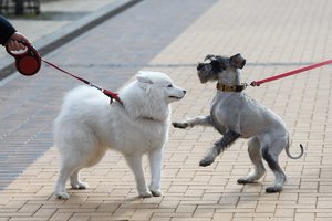 Dėl skolų pernai areštuoti neįprasti turtai: orlaiviai, derlius, net augintiniai ir konservai