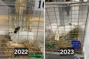 Po pasipiktinimą sukėlusios triušių parodos – atviras laiškas organizatoriams dėl daromos žalos gyvūnams