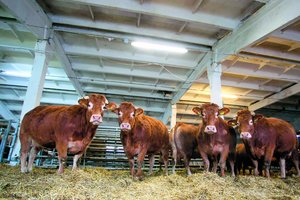 Be bepilotės skraidyklės ir vaizdo kamerų – nė žingsnio: ūkininkai papasakojo, kaip kuria išmanųjį ūkį