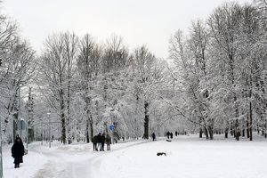 Mokslininkas atskleidė, kaip iki šiol išliko Kauno ąžuolynas: nulėmė viena svarbi aplinkybė 