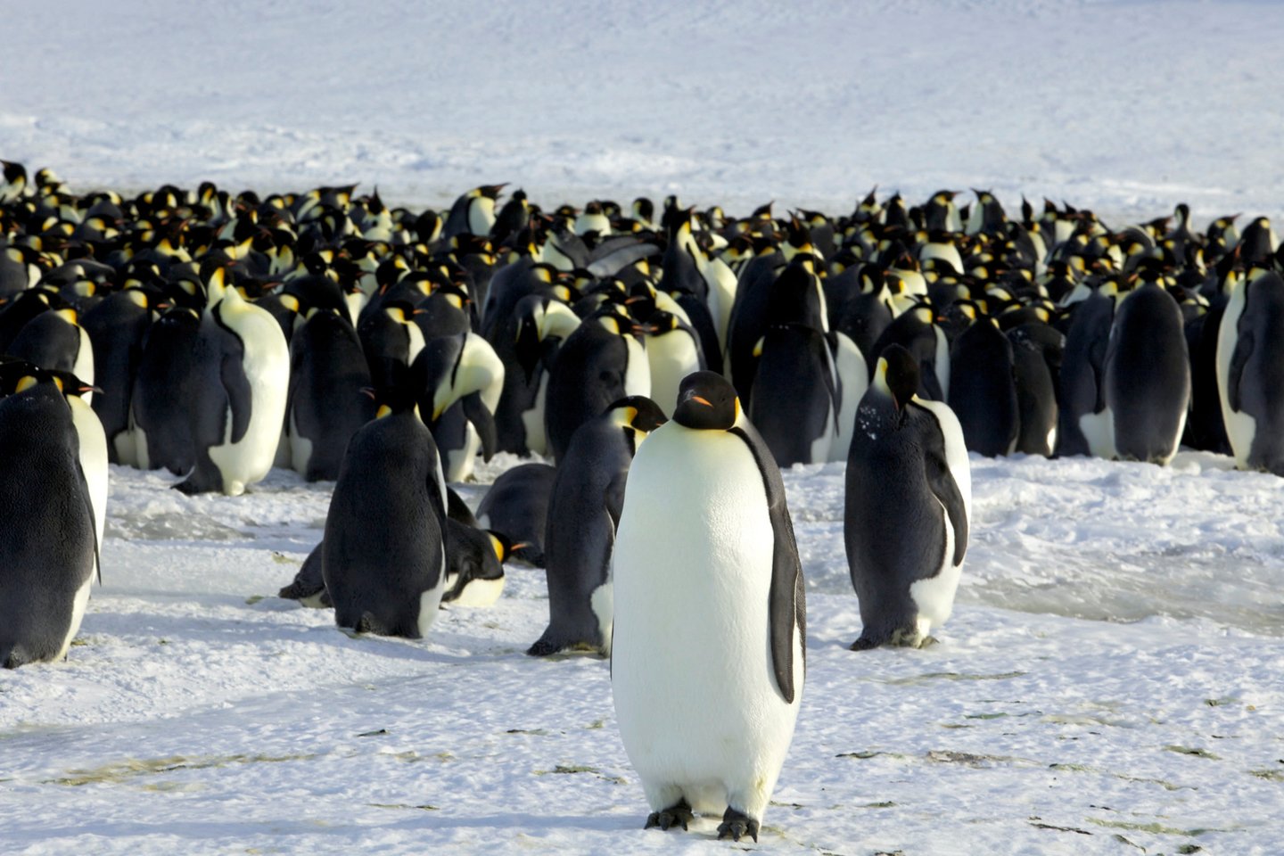 Imperatoriškieji pingvinai. <br>RS/Scanpix nuotr. 