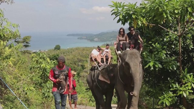 Tailande į dramblių stovyklą plūsta minios turistų: siūlo ne tik jodinėti, bet ir maudyti gyvūnus