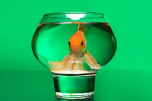 To pasaulyje dar nebuvo: akvariumo žuvelės „apvogė“ savo šeimininką – pasinaudojo jo kreditine kortele