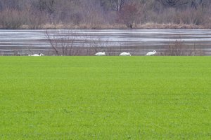 Pavojaus varpai: prašo stabdyti šeimos ir jaunųjų ūkininkų nykimą