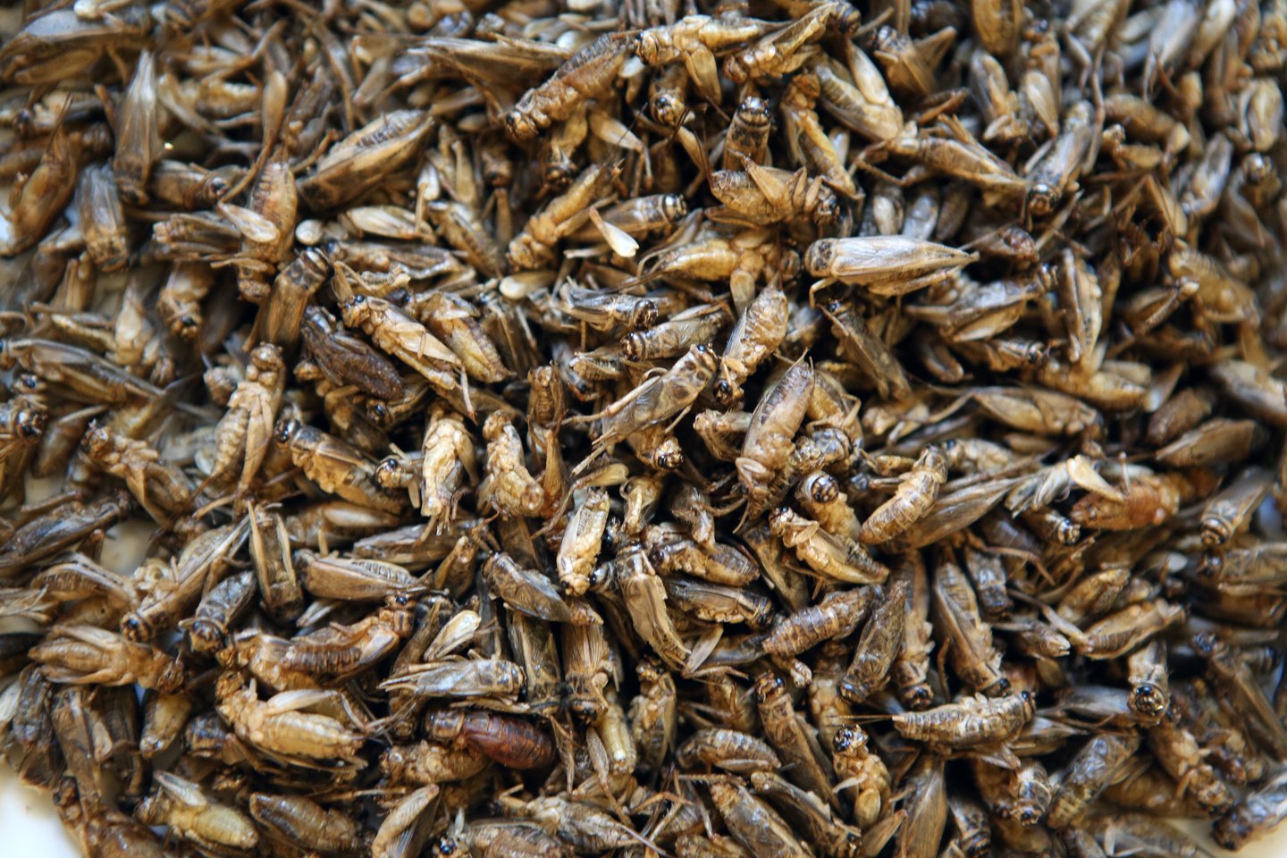 Europos Komisija šiuo metu nagrinėja dar aštuonias paraiškas dėl leidimo naudoti vabzdžius maistui.<br>M.Patašiaus nuotr.