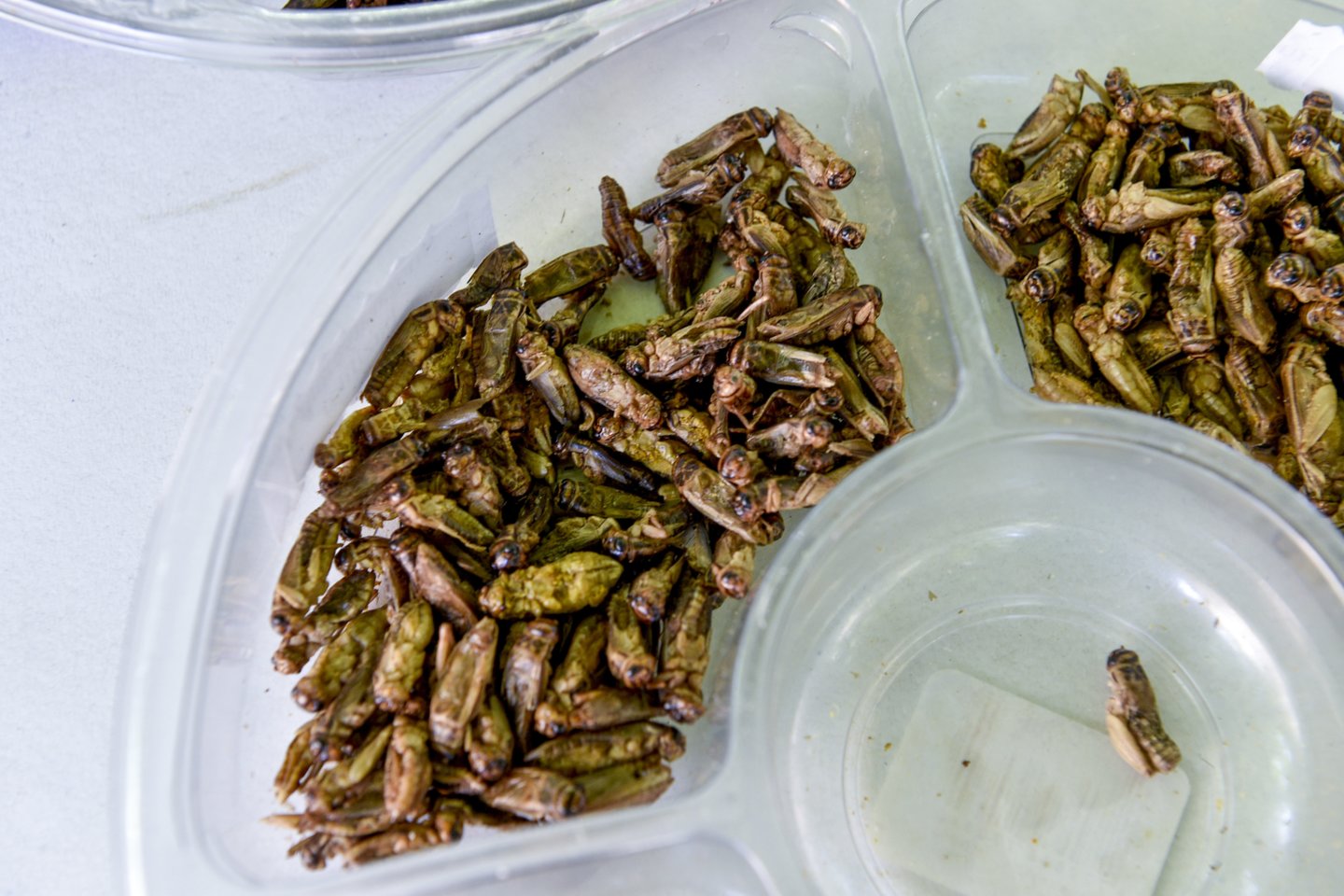 Europos Komisija šiuo metu nagrinėja dar aštuonias paraiškas dėl leidimo naudoti vabzdžius maistui.<br>V.Ščiavinsko nuotr.
