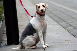 Šeimininkus ragina suklusti: kodėl atšvaitai būtini augintiniams?