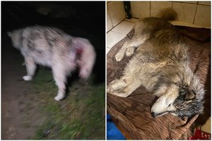 Žemaitijoje siaubingos būklės šunį teko užmigdyti: policija žiauraus elgesio nemato – įtikino šeimininkės nuotraukos, o ne veterinarų išvada
