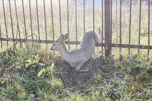 Lietuvoje iki šiol to nebuvo: naujas centras rūpinsis sužalotų ar konfiskuotų laukinių gyvūnų priežiūra ir globa