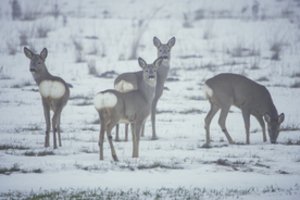 Pražuvo į mirtinus spąstus Biržų rajone pakliuvusi stirna su trimis jaunikliais