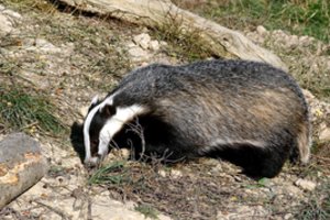 Diena, kai visų akys nukrypdavo į barsuką: pagal sprendimą spręsdavo, koks bus pavasaris