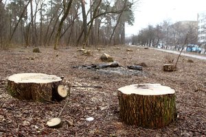 Vėlų vakarą Kaune – kertamų medžių garsai: nustatinėjama ar buvo padaryta žala gamtai