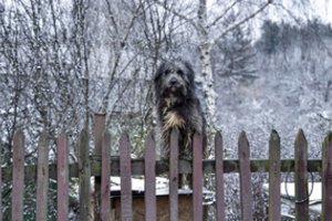 Kiaurose būdose šąlantys šunys Lietuvoje – vis dar normalu? Siūlo kaip tai pakeisti