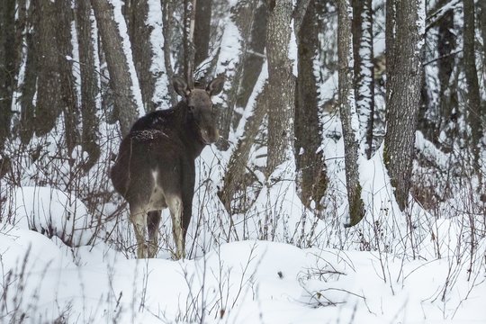Už neteisėtai sumedžiotą vaikingą briedžio patelę – 10 tūkst. eurų bauda