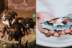 Likimo nuskriausti gyvūnai tapo vagių taikiniu: „Tai – lyg iš ubago pavogti lazdą“