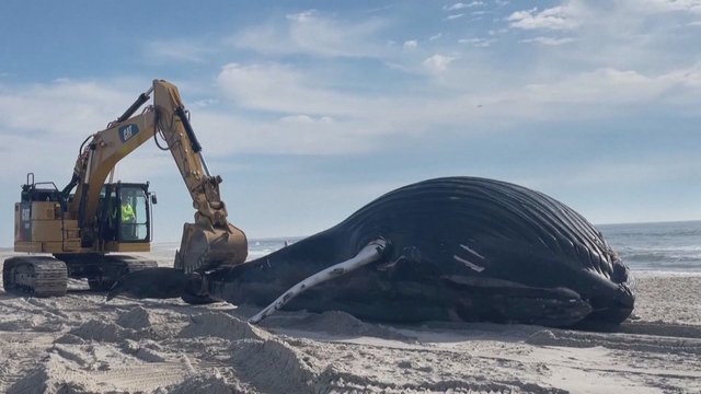 Niujorko paplūdimyje liūdnas reginys: vanduo į krantą išplovė milžinišką kuprotąjį banginį