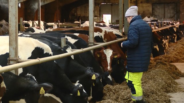 Ūkininkų planus plėstis griauna mažėjančios pieno supirkimo kainos: situaciją vadina katastrofiška