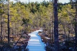 Minima pelkių diena: paaiškino, kodėl taip svarbu jas išsaugoti