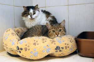 Kaip atsikratyti kačių kvapo: paprasti patarimai net ir sunkiausiems atvejams