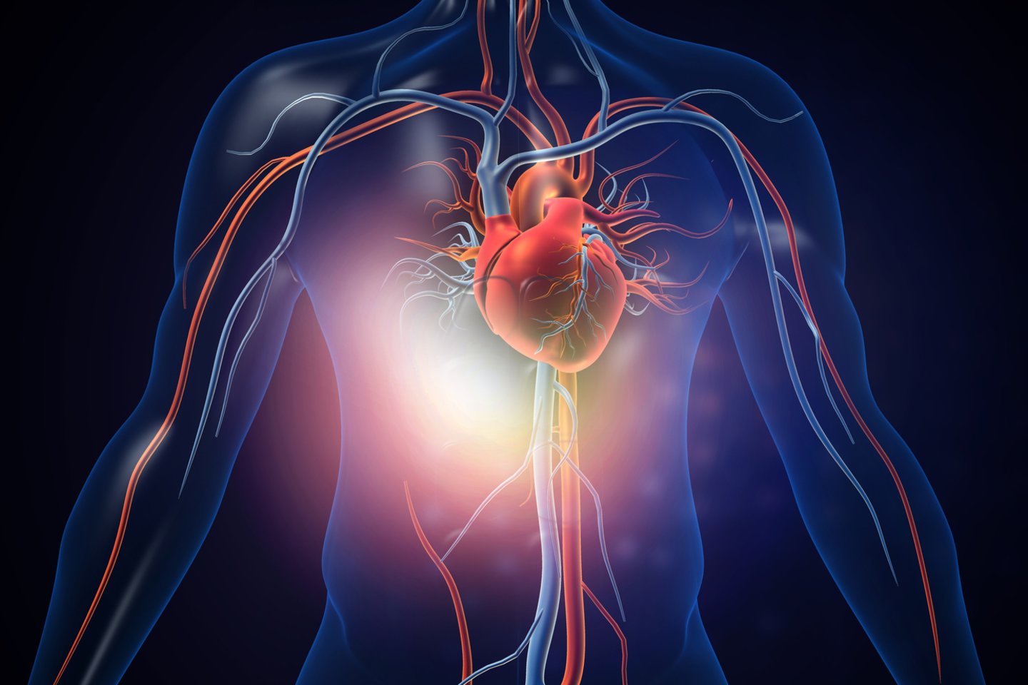 Širdies sveikata<br>Asociatyvinė 123rf iliustr.
