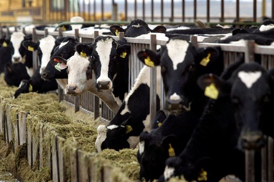 Net 70 proc. melžiamų karvių Kinija importuoja iš užsienio.