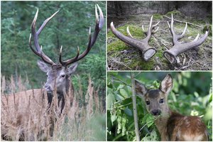 Per mėnesį – 500 km pėsčiomis ieškant ragų: „Pajutau, kad „susirgau“ ragų ieškojimo liga“