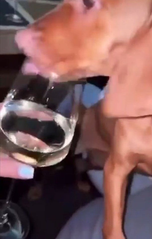 Nubausta mergina alkoholiu girdžiusi šunį ir tai demonstravusi „Instagram“ tinkle.<br> Stop kadras