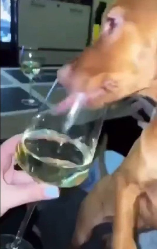 Nubausta mergina alkoholiu girdžiusi šunį ir tai demonstravusi „Instagram“ tinkle.<br> Stop kadras