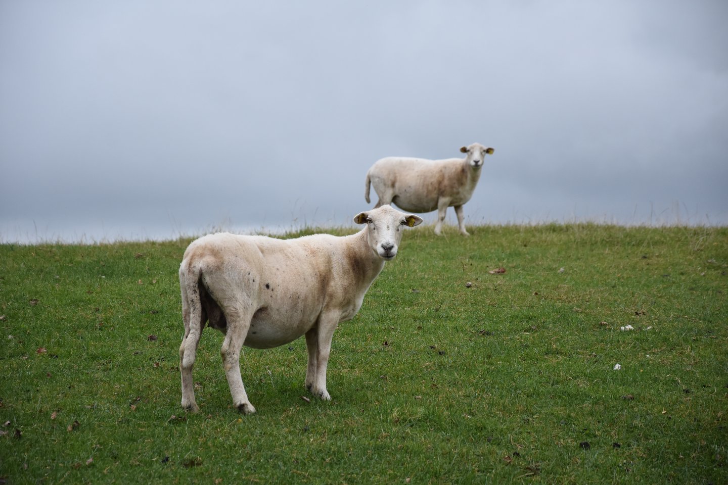„Easy Care“ veislės avių buvę emigrantai atsivežė iš Velso.<br> A.Srėbalienės nuotr.