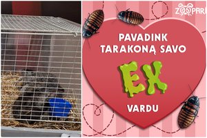 Po pasipiktinimą sukėlusios triušių parodos – naujas verslininkų užmojis: duok tarakonui vardą ir stebėk, kaip jį suėda