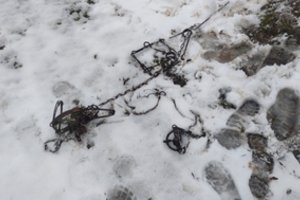 Varėnos rajone aplinkosaugininkams įkliuvo ilgametis medžiotojas: gyvūnams statė itin žiaurius spąstus