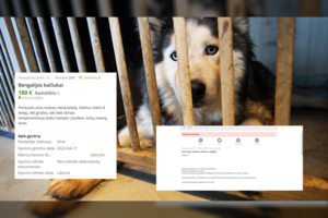 Skelbimuose – augintinių mainai į automobilį ar braškes: piktinantis, kad VMVT nedirba savo darbo, tarnyba problemos nemato