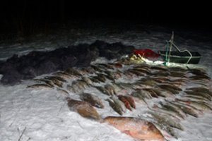 Už pastatytus 3 km tinklų teks brangiai sumokėti: žala aplinkai viršija 28 tūkst. eurų