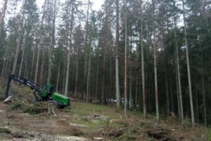 Aplinkos apsaugos departamentas: Kačerginėje atliekami teisėti sanitariniai kirtimai