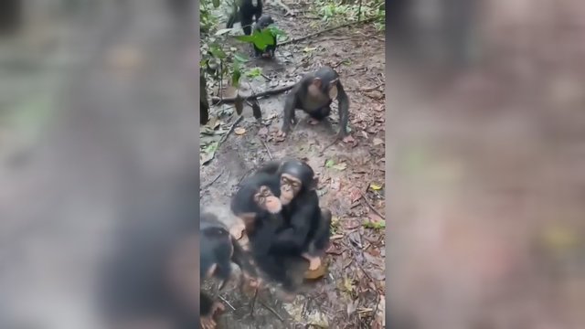 Šimpanzės savo elgesiu nustebino net visko mačiusius: pamatykite, kaip gyvūnai į šeimą priėmė naujus narius