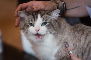 Klaipėdoje iš „Mitsubishi“ rato išgelbėtam katinui – naujas gyvenimas