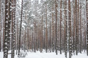 Miškininkai ragina apžiūrėti savo miškus: tai padės išvengti didesnės žalos