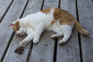 Klaipėdoje – žiaurus išpuolis prieš gyvūną: ieškomi asmenys, negyvai suspardę katiną