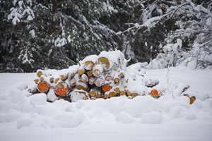Sustiprinus miško apsaugą – mažiau neteisėtų kirtimų: praėjusiais metais iškirsta 11 proc. mažiau medienos