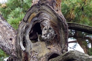 Paukščiai grįžta namo: paaiškino, kaip pagaminti inkilą pelėdai