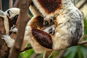 Pirmasis Europoje: Jungtinės Karalystės zoologijos sode gimė nykstančių Kokverelio sifakų jauniklis