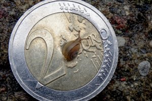 Indėlių palūkanos auga sraigės greičiu: gyventojams turi rekomendaciją, ką reikėtų daryti su pinigais