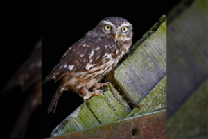 Darbingas savaitgalis ugniagesiams: iš kamino ištraukė pelėdžiuką, dėl kito paukščio teko ardyti namo sieną