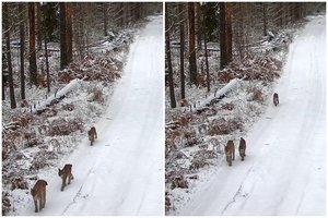 Įspūdingi vaizdai iš Dzūkijos: Dainavos girioje užfiksuota lūšių šeimyna